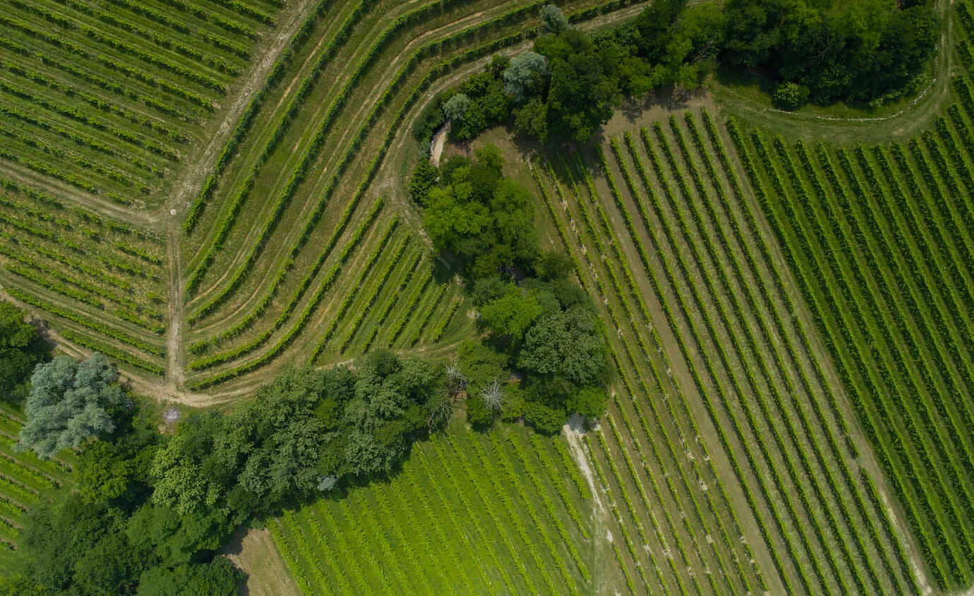 Tenuta Bacio della Luna 2/2- Schenk Italia