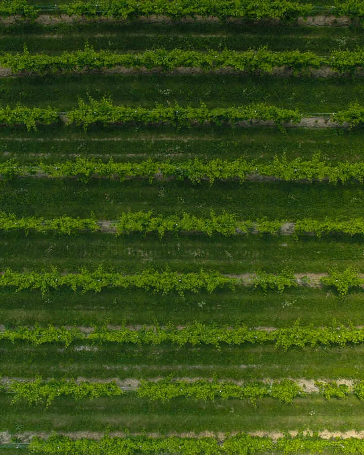 Filari di viti visti dall'alto - Schenk Italia