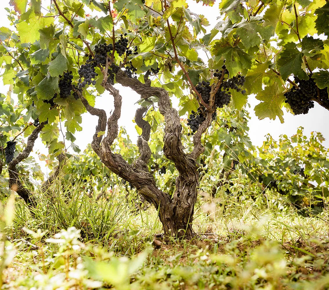 Vigneto Masso Antico - Ard Raccanello