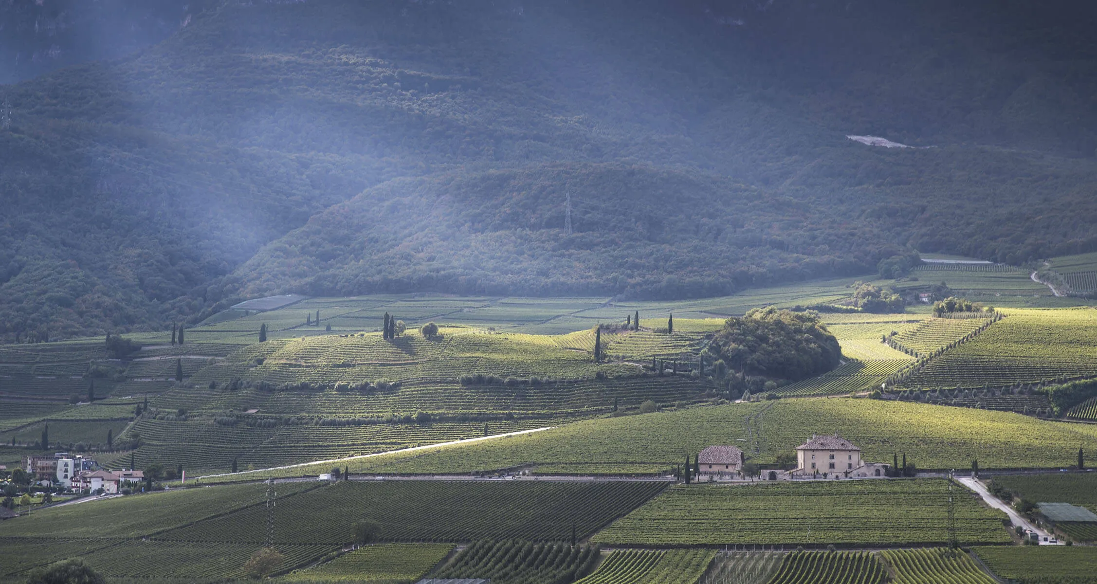 Veduta vigneti Cantine di Ora -  Schenk Italia