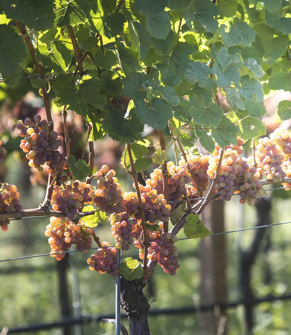 Uva vigneto di Cantine di Ora -  Schenk Italia