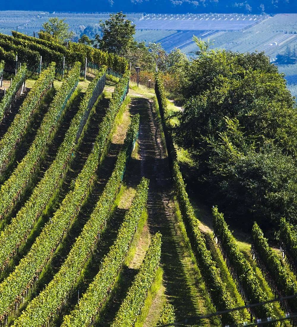 Vigneti Cantine di Ora -  Schenk Italia