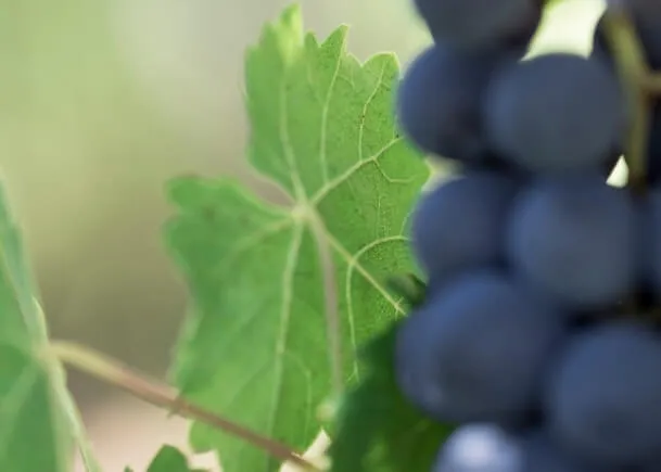 Grappoli di uva  - Schenk Italia