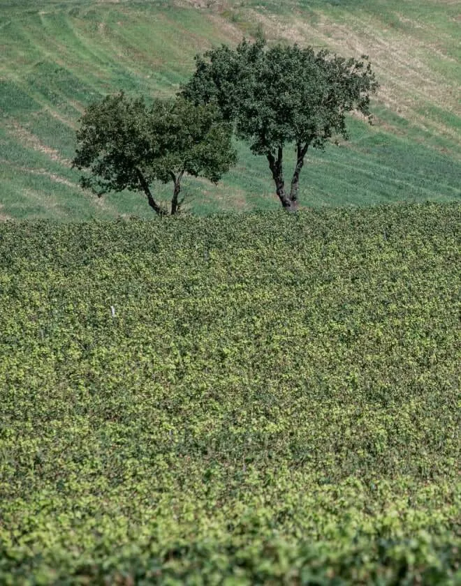 Colline - Schenk Italia