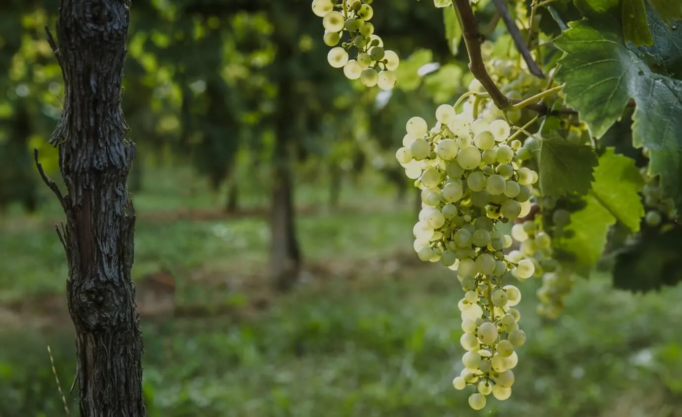 Grappoli di uva bianca - Schenk Italia