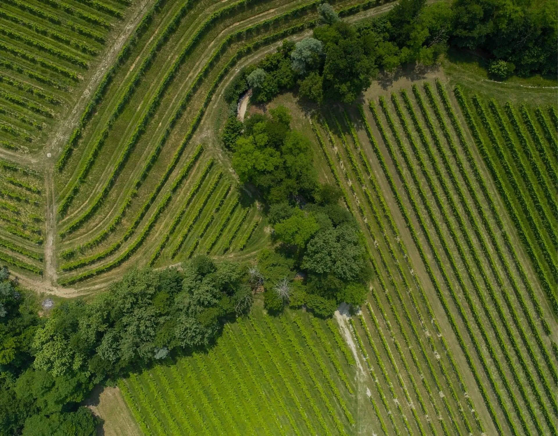 Vigneti 3/3-  Schenk Italia